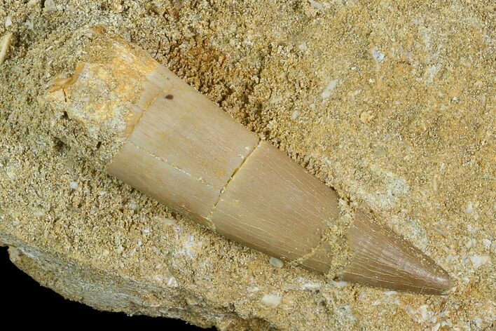 Fossil Plesiosaur (Zarafasaura) Tooth - Morocco #127403
